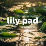 Lily pad