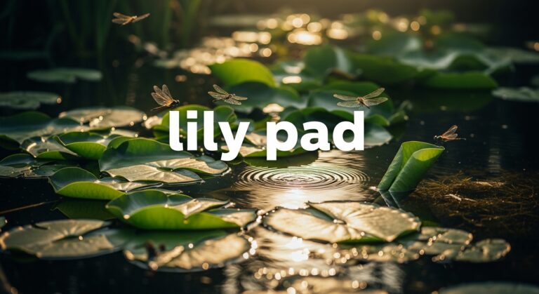 Lily pad